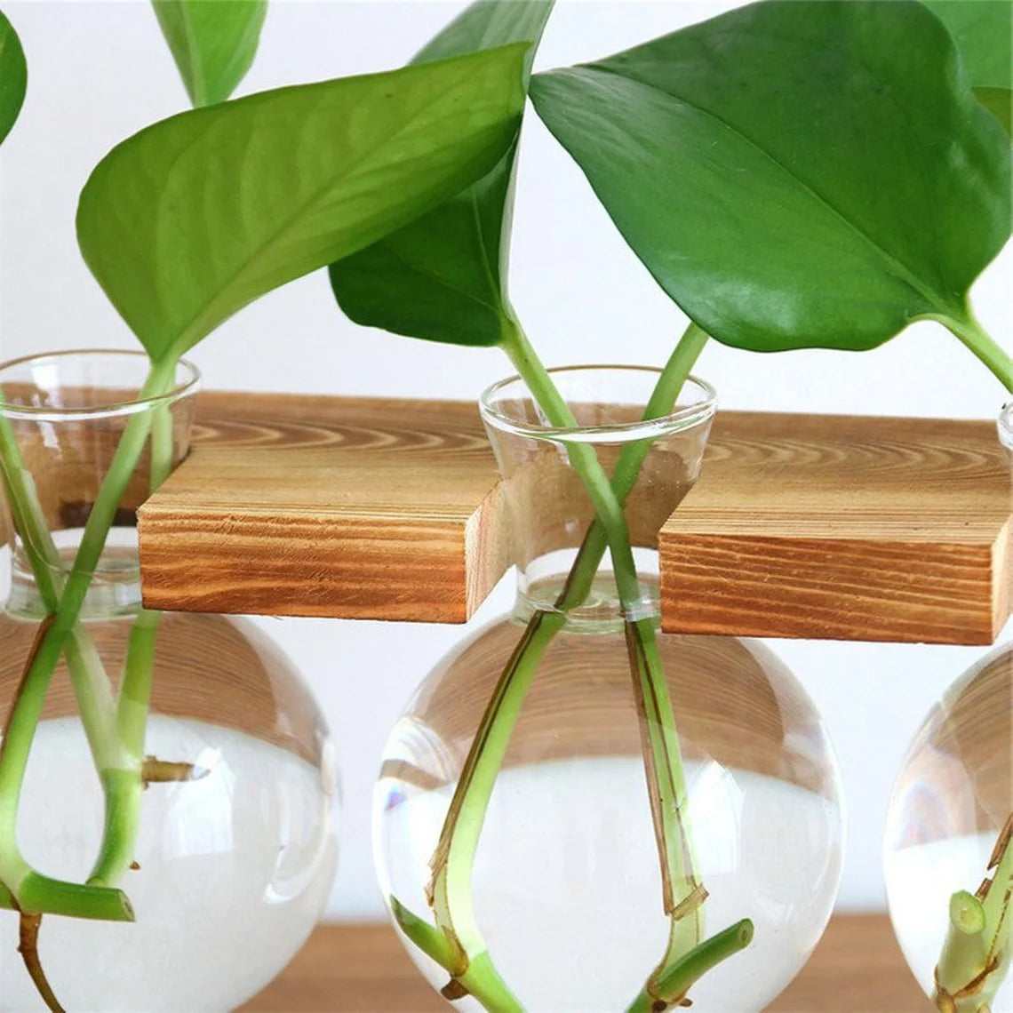 Hydroponic Plant Vase